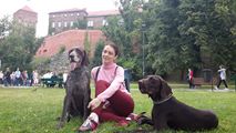 wye niemiecki, spinone italiano