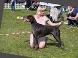 wye niemiecki, spinone italiano