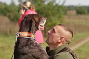 wye niemiecki, spinone italiano