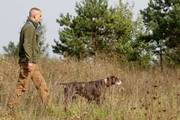 wye niemiecki, spinone italiano