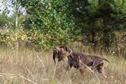 wye niemiecki, spinone italiano