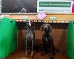 wye niemiecki, spinone italiano