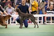 wye niemiecki, spinone italiano