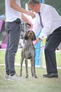 wye niemiecki, spinone italiano