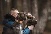 wye niemiecki, spinone italiano