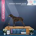 wye niemiecki, spinone italiano