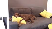 wye niemiecki, spinone italiano