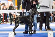 wye niemiecki, spinone italiano