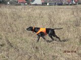 wye niemiecki, spinone italiano