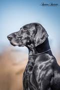 wye niemiecki, spinone italiano