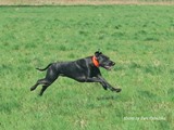 wye niemiecki, spinone italiano