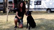wye niemiecki, spinone italiano