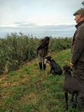 wye niemiecki, spinone italiano
