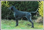 wye niemiecki, spinone italiano