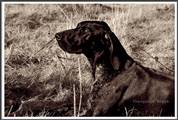 wye niemiecki, spinone italiano