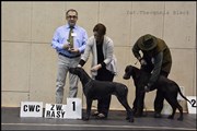 wye niemiecki, spinone italiano