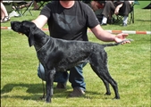 wye niemiecki, spinone italiano