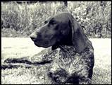 wye niemiecki, spinone italiano