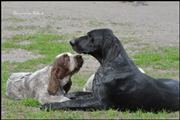 wye niemiecki, spinone italiano