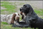 wye niemiecki, spinone italiano