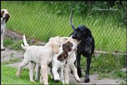 wye niemiecki, spinone italiano