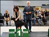 wye niemiecki, spinone italiano