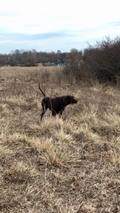 wye niemiecki, spinone italiano