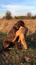 wye niemiecki, spinone italiano
