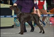 wye niemiecki, spinone italiano