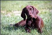 wye niemiecki, spinone italiano