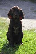 wye niemiecki, spinone italiano