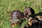 wye niemiecki, spinone italiano