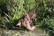 wye niemiecki, spinone italiano