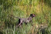 wye niemiecki, spinone italiano