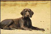wye niemiecki, spinone italiano