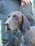 wye niemiecki, spinone italiano