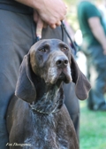 wye niemiecki, spinone italiano