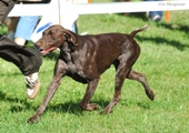 wye niemiecki, spinone italiano