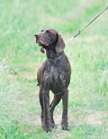 wye niemiecki, spinone italiano