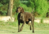 wye niemiecki, spinone italiano