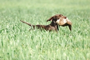wye niemiecki, spinone italiano