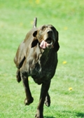 wye niemiecki, spinone italiano