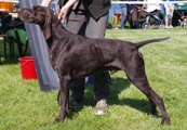 wye niemiecki, spinone italiano