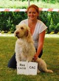 wye niemiecki, spinone italiano