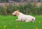wye niemiecki, spinone italiano