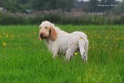 wye niemiecki, spinone italiano