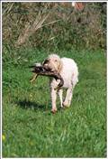 wye niemiecki, spinone italiano