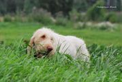 wye niemiecki, spinone italiano