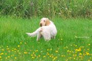 wye niemiecki, spinone italiano