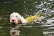 wye niemiecki, spinone italiano